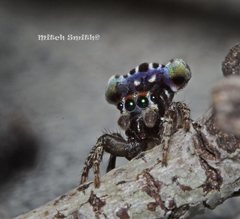 Maratus harrisi