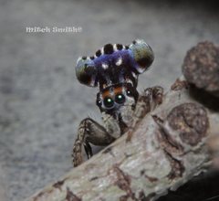 Maratus harrisi
