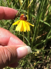 Helenium amarum badium