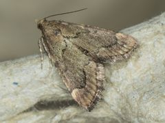 Hypsopygia phoezalis