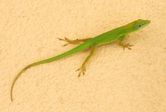 Anolis callainus