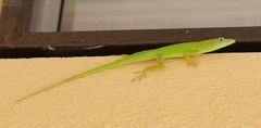 Anolis callainus