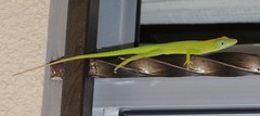 Anolis callainus