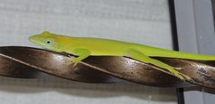 Anolis callainus