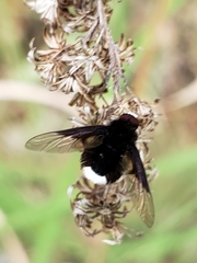 Ogcodocera leucoprocta