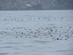 Pelecanoides garnotii