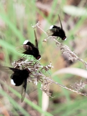 Ogcodocera leucoprocta