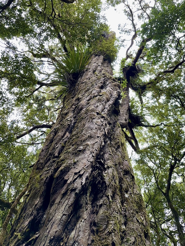 rimu from North Island / Te Ika-a-Māui, Waikanae, Wellington, NZ on ...