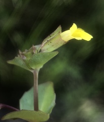 Erythranthe glabrata