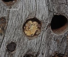 Megachile lucidiventris