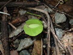 Illigera celebica, photograph W Rao, CC BY, iNaturalist via GBIF