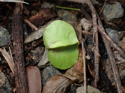 Illigera celebica, photograph 1