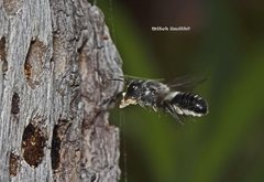 Megachile lucidiventris