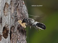 Megachile lucidiventris