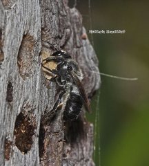 Megachile lucidiventris