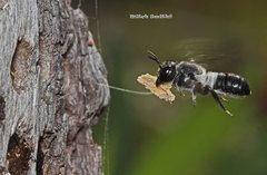 Megachile lucidiventris