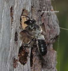 Megachile lucidiventris