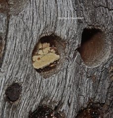 Megachile lucidiventris