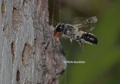 Megachile lucidiventris