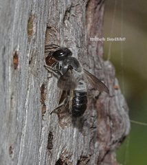 Megachile lucidiventris