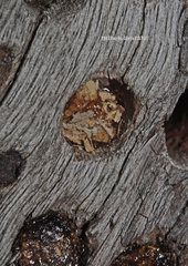 Megachile lucidiventris