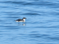 Pelecanoides garnotii