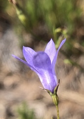 Campanula reverchonii