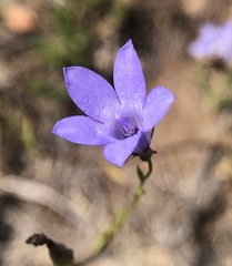 Campanula reverchonii