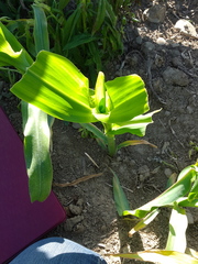 Zea mays mays