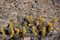 Brachycereus nesioticus