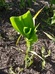 Zea mays mays