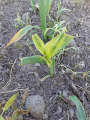 Zea mays mays