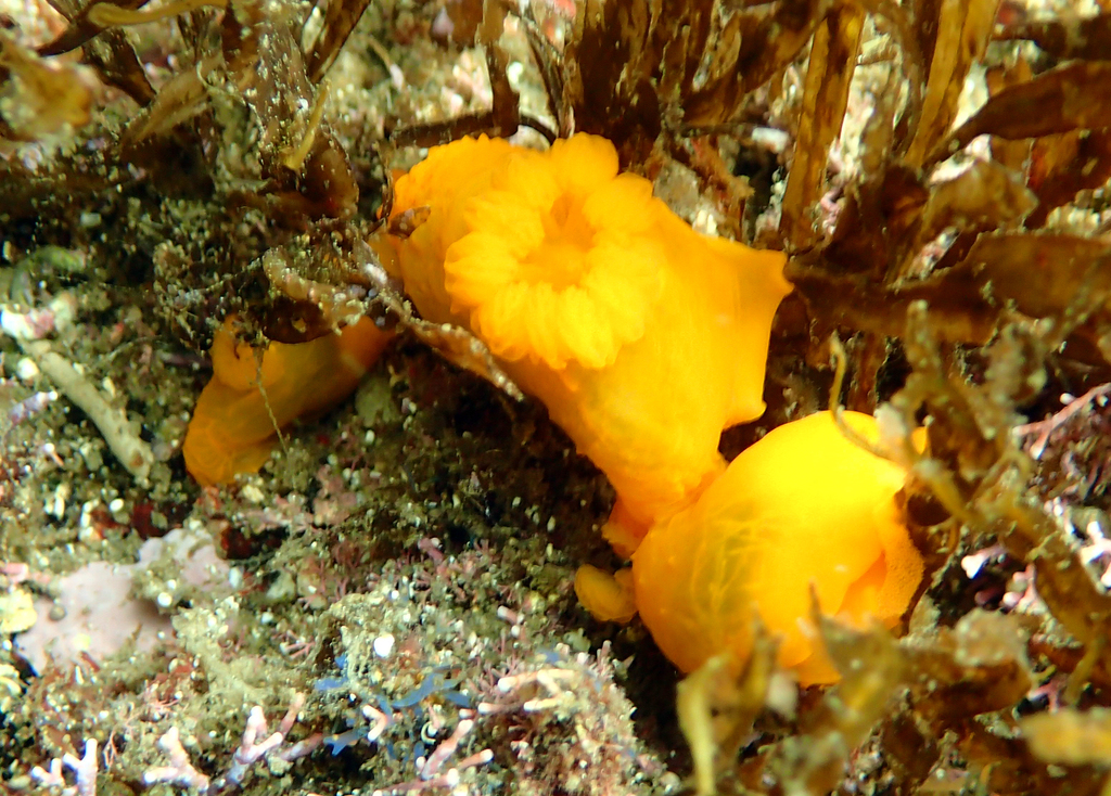Gymnodoris inornata