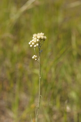 Antennaria luzuloides