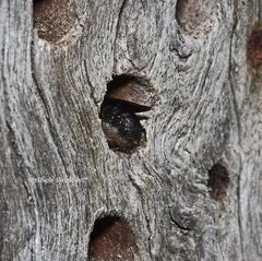 Megachile lucidiventris