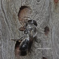 Megachile lucidiventris