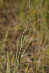 Antennaria luzuloides