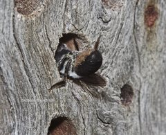 Megachile lucidiventris