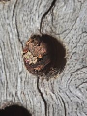 Megachile lucidiventris