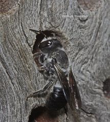 Megachile lucidiventris