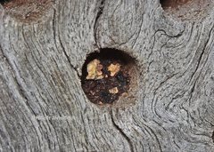 Megachile lucidiventris