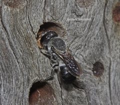 Megachile lucidiventris