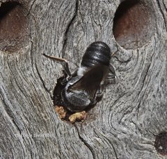 Megachile lucidiventris