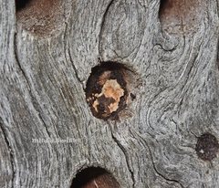 Megachile lucidiventris