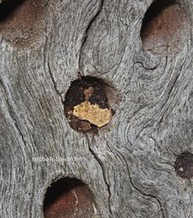 Megachile lucidiventris