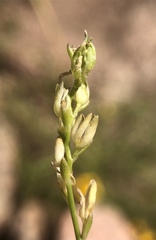 Polygala alba