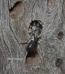 Megachile lucidiventris