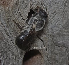 Megachile lucidiventris