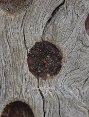 Megachile lucidiventris