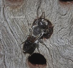 Megachile lucidiventris